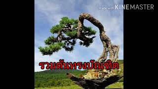 บอนไซทรงบัณฑิตจากศิลปินผู้รักงานบอนไซ