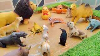 A Closer Look at Desert Wild and Zoo Animals in Their Muddy Habitats' Educational Fun