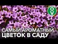 ПОСЕЙТЕ ЦВЕТОК С АРОМАТОМ ВАНИЛИ! Как вырастить из семян гелиотроп?