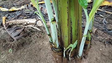 chuối tây thái lan giống 0779335899  . 0972180949