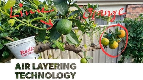 Air Layering lime tree horizontal method 🍃