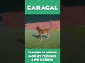 Caracal Mod vs. Frontier Comparison! | Planet Zoo Grasslands Animal Pack