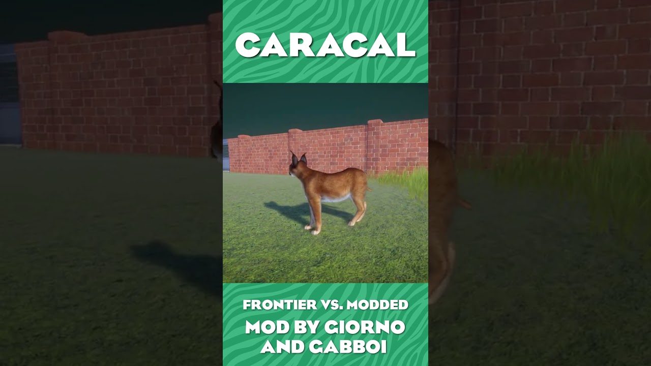 Caracal Mod vs. Frontier Comparison! | Planet Zoo Grasslands Animal Pack