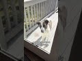 Am I a Dog Mom or a Doorman? 🧐 #dogtok #funnydog #trendingsound #thesummeriturnedpretty