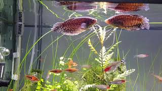 Gouramis kiss fighting