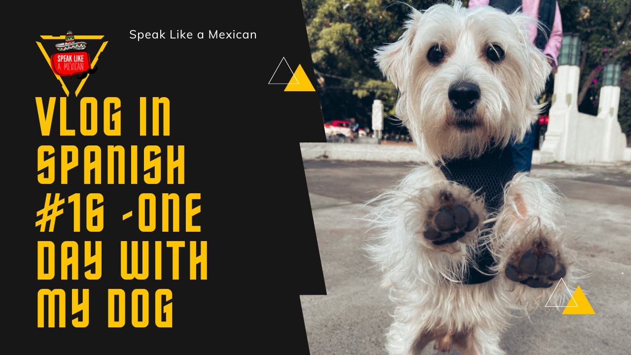 Does My Dog Speak Spanish Does My Dog Speak Spanish