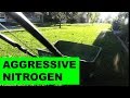 Weekly Urea and Fertilizing the Overseeded Lawn