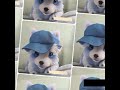 Buddy the wolf short