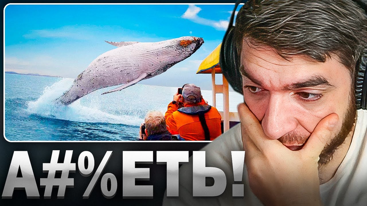 РАВШАН СМОТРИТ: Безумные Встречи с Животными За Все Время