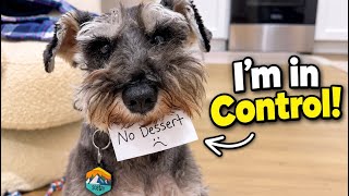 I Let My Schnauzer Decide Everything I Did for a Day