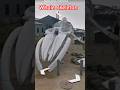 Whale skeleton on Google Earth, part-6 #googleearth #googlemaps #whaleskeleton