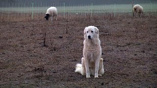 Privater Herdenschutz: Hunde wachen über Schafe