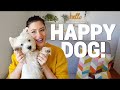 How to make your westie happy  top 5 things they love 