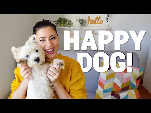 Video: Sådan vælges en West Highland White Terrier