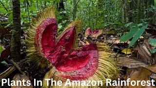 What Plants Are In The Amazon Rainforest? Top 30 Fascinating Plants