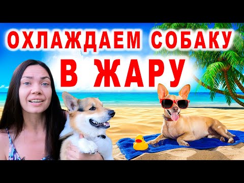 Охлаждаем СОБАКУ в ЖАРУ