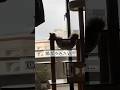 【恐怖映像】鶏ガラみたいな猫