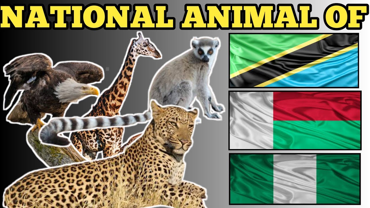 Tanzania, Rwanda, Nigeria and Madagascar national animal | national animal  of countries - YouTube
