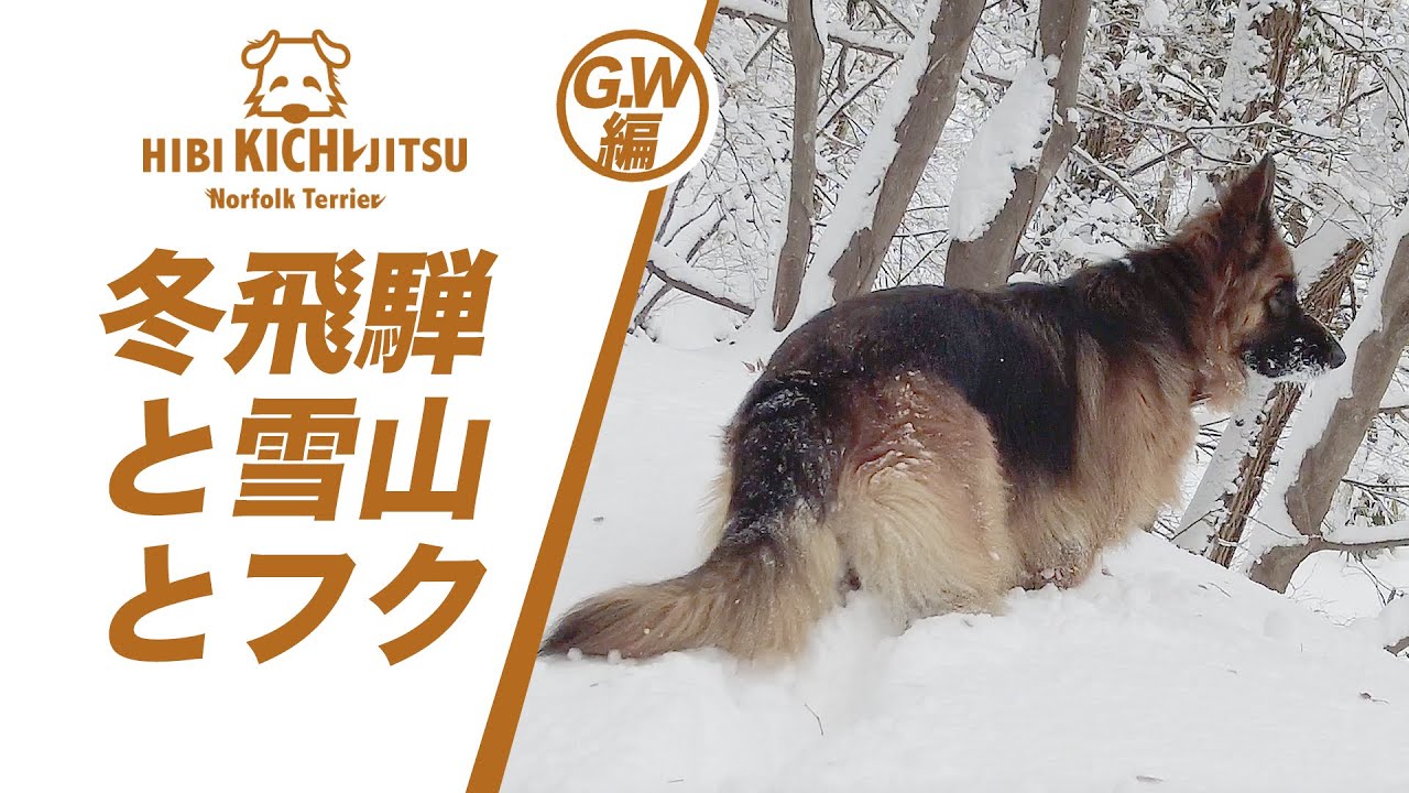 GW編  冬飛騨の雪山散歩風景  byあにキチ【Germanshepherd   犬 dog  】