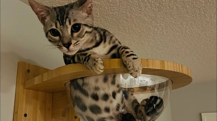 Watch the video about These cats love to climb and jump!