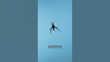 Hoe rimpelinsecten over water lopen