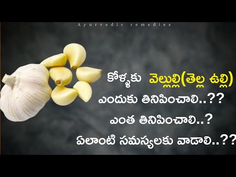 కోళ్ళకు వెల్లుల్లిపాయ ఎలా తినిపించాలి..??ఎంత తినిపించాలి.. ఎప్పుడు తినిపించాలి..? ఉపయోగాలు ఏమిటి.??