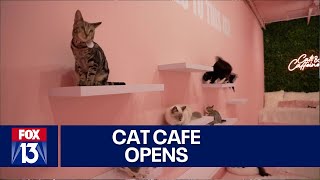 Florida Cat Café Combines Kittens And Coffee