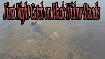 Trapping problem beaver with black widow stands