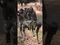 This isn’t just a machine, it’s a force multiplier for India’s armed forces 🇮🇳