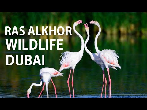 Ras Al Khor Wildlife Sanctuary Dubai