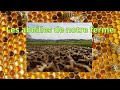 Les abeilles de notre ferme