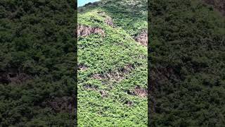 #jalisco #mexico #zacatecas #huejucar #shortvideo