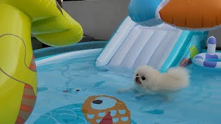 My Puppy Kept Diving in the Swimming Pool