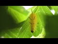 American dagger moth caterpillar thrashing about