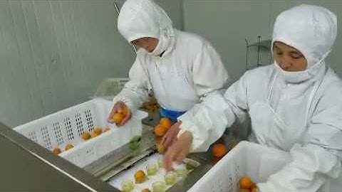 High quality fresh apricot nuclear removing machine/Apricot Core Separator Machine