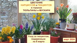 видео: Цветение гиацинтов и нарциссов в горшке. Уход за гиацинтом после 8 марта. Тюльпаны и мускари. Март24 картинка: Цветение гиацинтов и нарциссов в горшке. Уход за гиацинтом после 8 марта. Тюльпаны и мускари. Март24