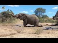 Elephants at the Waterhole! Limpopo Mud Baths & Nanny Kumbura is on Khanyisa Duty