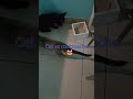 Cat’s Mission: Catch the Cockroach 🪳🐾#“The Great Cat vs Cockroach Chase”#catvideos 😻🙀#shorts