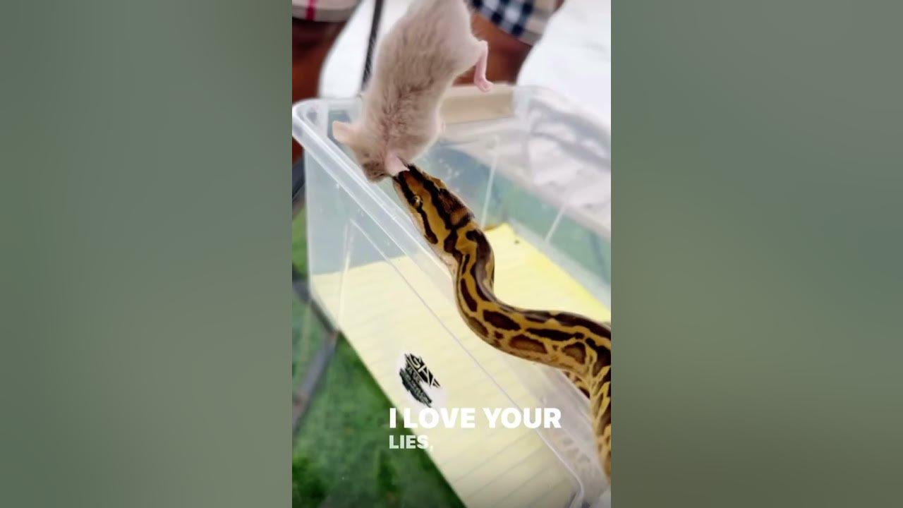 HYBRID BATEATER PYTHON Feeding time #hybrid #python #snake #reptiles # ...