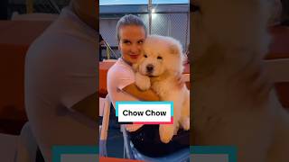 Chow chow #dog #lifeloverescue #chowchow #shorts