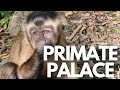 The world's first multi species free roaming primate sanctuary: Monkeyland in Plettenberg Bay