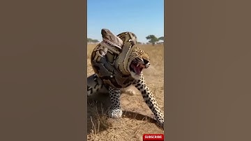 Who will win this battle, the leopard or the python?