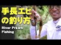 テナガエビの釣り方【沖縄】 | How to fish river prawn【MT】