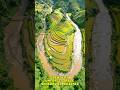 Mu Cang Chai Harvest A Golden Masterpiece in Northwest Vietnam #shorts