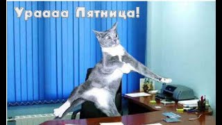 Пятничные котики/подборка с котами/cats/ июль / прощай отпуск