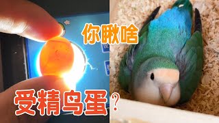 Parrot laying eggs 丨 the first time to take photos of eggs to check the situation of bird eggs