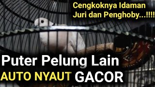 Wow...ini dia, Suara Puter Pelung Gacor Panjang Juara Nasional, Ring Bonekamu Memang Mantap..!!!