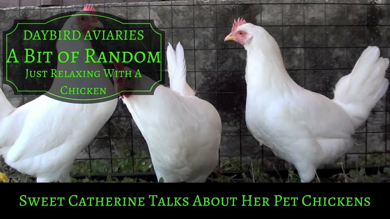sweet potato Sweet Little Girl Talks About Her Pet Chickens
