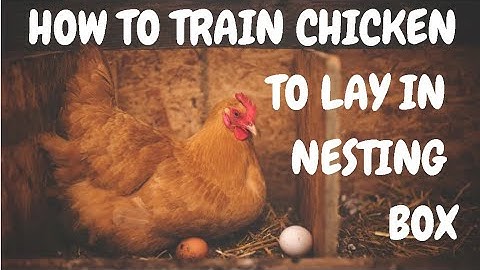 How To Train Chicken To Lay In Nesting Box