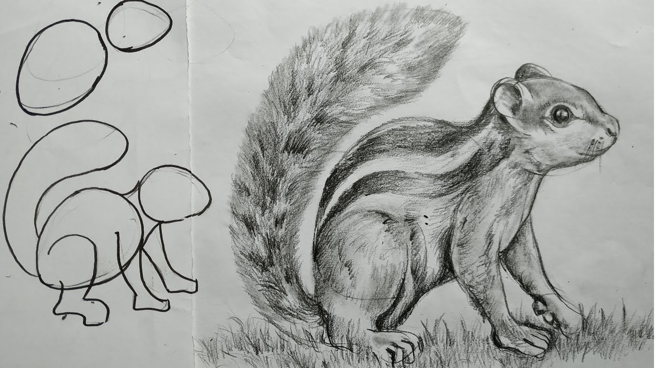 how to draw squirrel with pencil sketch for beginners,how to draw ...